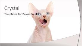  Presentation with cat - Beautiful PPT theme featuring slim-cat-without-hair-sphinx backdrop and a sky blue colored foreground