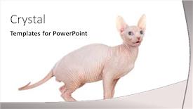  Presentation with cat dog people - Theme featuring slim-cat-without-hair-sphinx background and a white colored foreground
