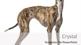  Presentation with dog - Presentation consisting of slim-galgo-dog-standing-isolated background and a white colored foreground