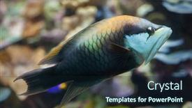  Presentation with marine - Cool new presentation theme with slingjaw-wrasse-epibulus-insidiator-marine backdrop and a wine colored foreground