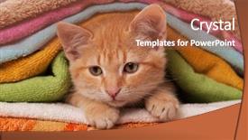  Presentation with kitten - Slide set having slip - cute orange kitten playing background and a red colored foreground