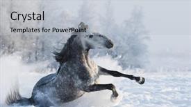  Presentation with horse - Beautiful presentation design featuring slip - grey purebred spanish horse sliding backdrop and a lemonade colored foreground