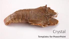  Presentation with slipper - Beautiful slide deck featuring slipper-lobster-on-the-white backdrop and a sky blue colored foreground