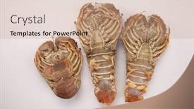  Presentation with slipper - PPT theme with slipper-lobster-on-the-white background and a coral colored foreground