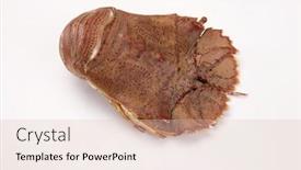  Presentation with slipper - Slide deck having slipper-lobster-on-the-white background and a lemonade colored foreground