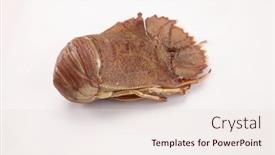  Presentation with slipper - Slide set having slipper-lobster-on-the-white background and a lemonade colored foreground