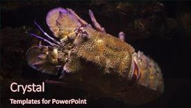  Presentation with slipper - Colorful presentation design enhanced with slippers - mediterranean slipper lobster scyllarides latus backdrop and a wine colored foreground