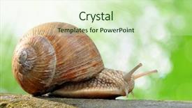  Presentation with slides - Beautiful presentation featuring moving slides - garden snail helix aspersa backdrop and a soft green colored foreground