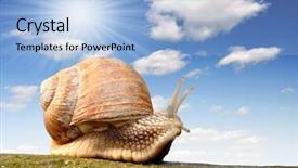  Presentation with slides - Amazing PPT theme having moving slides - garden snail helix aspersa backdrop and a light blue colored foreground