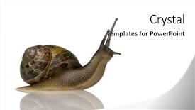  Presentation with snail - Presentation theme featuring animial slide - garden snail in front background and a white colored foreground
