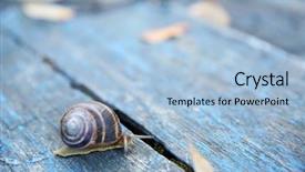  Presentation with snail - Audience pleasing PPT theme consisting of land slide - garden snail on wooden background backdrop and a light blue colored foreground