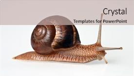  Presentation with real food beef - Cool new slide deck with moving slides - real snail isolated on white backdrop and a mint green colored foreground
