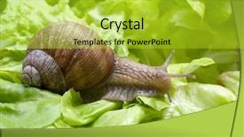  Presentation with snail - Amazing PPT layouts having lime whole and half isolated on white background backdrop and a mint green colored foreground