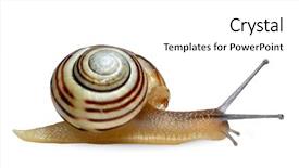  Presentation with snail - Beautiful slides featuring slug - striped snail on white background backdrop and a white colored foreground