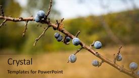  Presentation with tree and roots - Audience pleasing slide deck consisting of sloe - abstract blackthorn tree brunch backdrop and a gold colored foreground