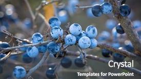  Presentation with thorn - Cool new PPT theme with sloe - abstract thorn branch with ripe backdrop and a ocean colored foreground