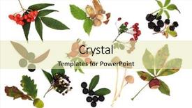  Presentation with fruit mix berry - Theme enhanced with sloe - autumn harvest collection of wild background and a soft green colored foreground