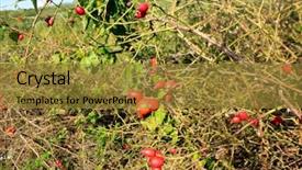  Presentation with thorns - Colorful presentation theme enhanced with sloe - red briar with thorns backdrop and a gold colored foreground