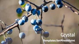  Presentation with thorn - Slides enhanced with sloe - ripe bue berries on thorn background and a coral colored foreground
