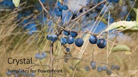  Presentation with blue yellow - Slides featuring sloe - whole blue blackthorn in yellow background and a  colored foreground