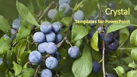  Presentation with fruit tree - Theme enhanced with sloe fruit at blackthorn tree background and a tawny brown colored foreground