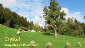  Presentation with beautiful tibet scenery in china - Colorful PPT theme enhanced with slope sheep - swiss autumn scenery backdrop and a  colored foreground