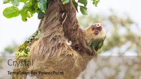  Presentation with central america - Presentation consisting of sloth-on-the-tree background and a coral colored foreground