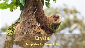  Presentation with costa rica - Presentation theme enhanced with sloth-on-the-tree background and a tawny brown colored foreground