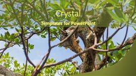  Presentation with central america - Cool new slide set with sloth-on-the-tree backdrop and a tawny brown colored foreground