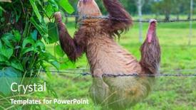  Presentation with costa rica - Slide set featuring sloth-on-the-tree background and a seafoam green colored foreground