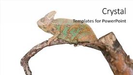  Presentation with octopus on isolated white - Cool new theme with slow climb - chameleon close up isolated backdrop and a white colored foreground