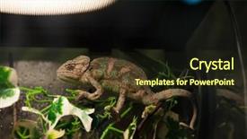  Presentation with branch - Colorful presentation theme enhanced with slow climb - chameleon sits on a branch backdrop and a wine colored foreground