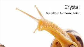  Presentation with snail - Theme featuring slow climb - close up of yellow snail background and a white colored foreground