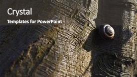  Presentation with snail - Colorful slide deck enhanced with slow climb - closeup of snail on tree backdrop and a dark gray colored foreground