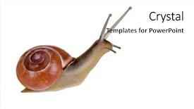  Presentation with antenna - Slides consisting of slow climb - isolated snail with antenna upwards background and a white colored foreground