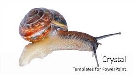  Presentation with snail - PPT layouts featuring slow climb - little snail isolated on white background and a white colored foreground
