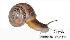  Presentation with monarch butterfly isolated on white - Amazing theme having slow climb - small snail isolated backdrop and a white colored foreground