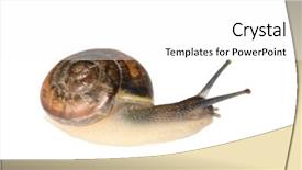  Presentation with ceiling designs abstract architecture white - Theme with slow climb - small snail isolated background and a white colored foreground