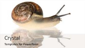  Presentation with frames isolated on white brown - Presentation theme featuring slow climb - small snail isolated background and a  colored foreground