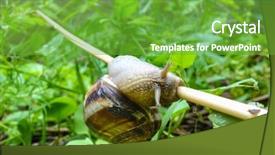  Presentation with snail - Colorful slide deck enhanced with slow climb - snail hangs on a straw backdrop and a tawny brown colored foreground
