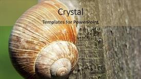  Presentation with peanut shell - Audience pleasing PPT layouts consisting of slow climb - snail in shell attached backdrop and a  colored foreground