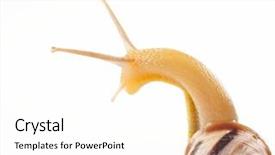  Presentation with snail - Audience pleasing slides consisting of slow climb - snail isolated on white backdrop and a white colored foreground