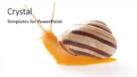  Presentation with snail - Theme with slow climb - snail isolated on white background and a white colored foreground