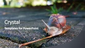  Presentation with snail - Slide set consisting of slow climb - snail on a autumn leaf background and a gray colored foreground