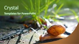  Presentation with concrete pavement - Amazing presentation theme having slow climb - snail on a concrete pavement backdrop and a tawny brown colored foreground