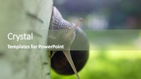  Presentation with snail - Beautiful PPT theme featuring slow climb - snail on a white poplar backdrop and a seafoam green colored foreground