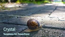  Presentation with pedestrian - PPT layouts with slow climb - snail on concrete pedestrian path background and a tawny brown colored foreground