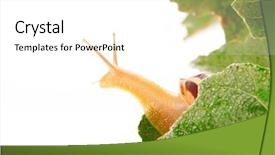  Presentation with leaf water drops fresh - Presentation theme with slow climb - snail on fresh leaf background and a white colored foreground