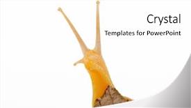  Presentation with leaf water drops fresh - Slides enhanced with national museum skanderbeg it was built in the famous castle of kruja on facade the double-headed eagle the national symbol of the albanians background and a tawny brown colored foreground