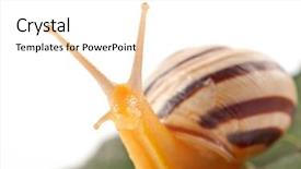  Presentation with snail - Amazing theme having slow climb - snail on fresh leaf backdrop and a white colored foreground